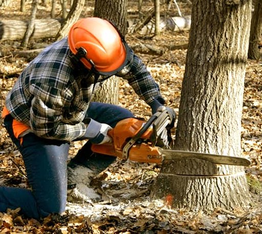 Tree Removal in Alto Pass, IL